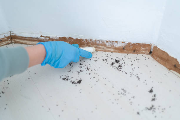 Best Pest Prevention Services  in Keizer, OR